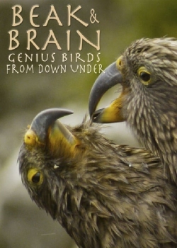 Watch Beak & Brain - Genius Birds from Down Under (2013) Online FREE