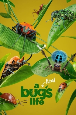 Watch A Real Bug's Life (2024) Online FREE